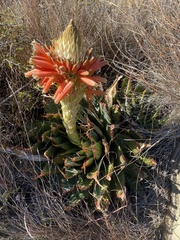 Aloe pratensis