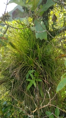 Tillandsia punctulata
