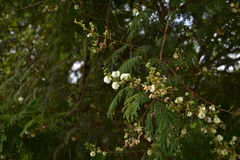 Acaciella