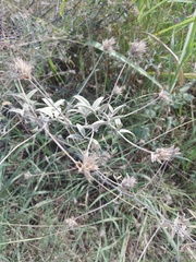 Bituminaria bituminosa