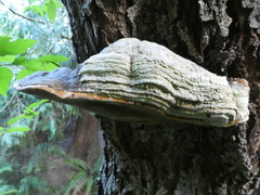 Phellinus igniarius