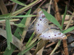 Anartia jatrophae