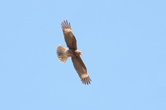 Daptrius megalopterus