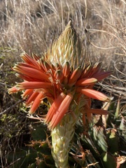 Aloe pratensis