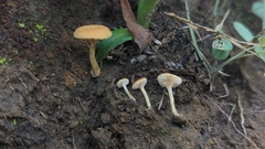 Crepidotus subfulviceps