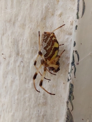 Nephilingis cruentata