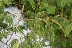 Acaciella
