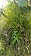 Tillandsia punctulata