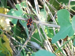 Tropidothorax leucopterus