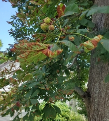 Aesculus hippocastanum