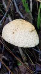 Gyroporus cyanescens