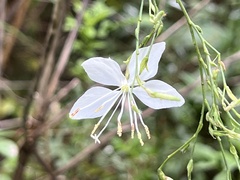 Oenothera lindheimeri