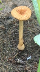 Crepidotus subfulviceps