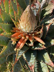 Aloe pratensis