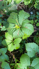 Parthenocissus inserta