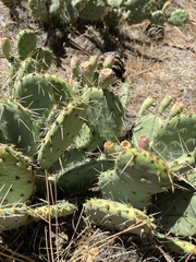 Opuntia phaeacantha
