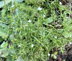 Polypremum procumbens