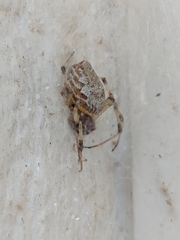 Nephilingis cruentata