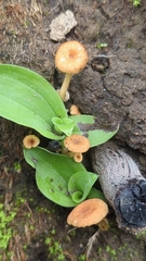 Crepidotus subfulviceps
