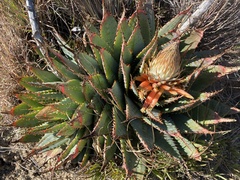 Aloe pratensis