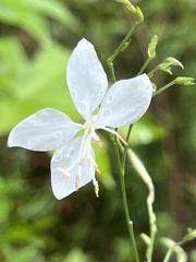 Oenothera lindheimeri