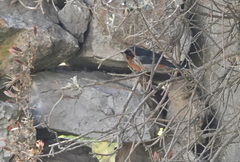 Diglossa brunneiventris