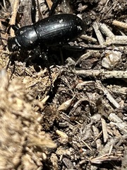 Tenebrioninae