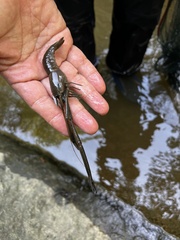 Macrobrachium asperulum