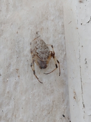 Nephilingis cruentata