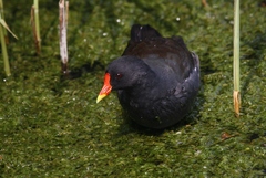 Gallinula chloropus