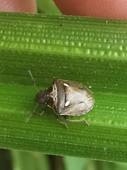 Eysarcoris aeneus