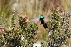 Oreotrochilus melanogaster