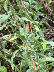 Oenothera lindheimeri