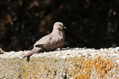 Metriopelia melanoptera