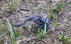Lampropeltis triangulum