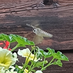 Agrius convolvuli