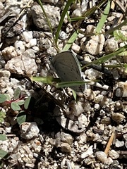 Cupido comyntas texana