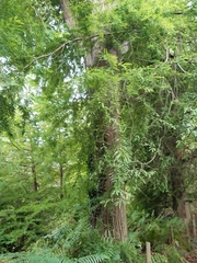 Taxodium distichum