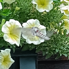 Agrius convolvuli
