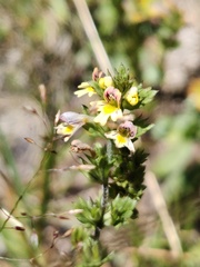 Euphrasia minima