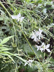 Oenothera lindheimeri