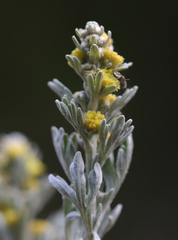 Artemisia absinthium