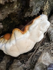Ganoderma