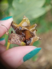 Andricus quercuscalicis