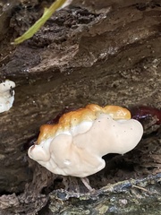 Ganoderma