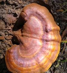 Ganoderma curtisii