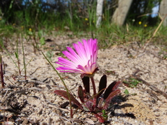 Cleretum bellidiforme