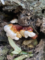 Ganoderma