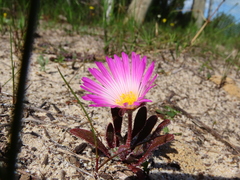 Cleretum bellidiforme