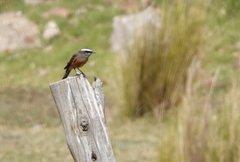 Ochthoeca oenanthoides